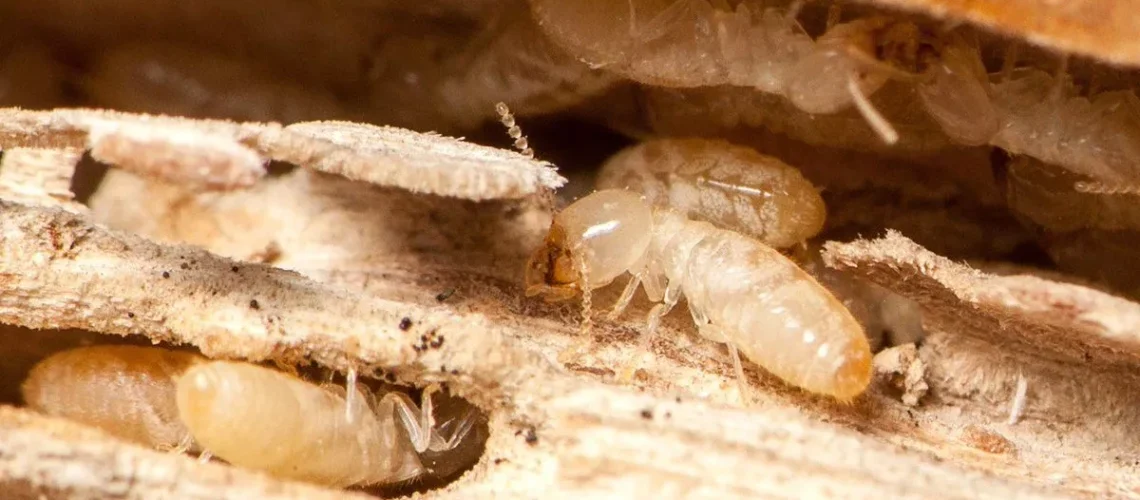 افضل شركة مكافحة صراصير في دبي 4 مكافحة النمل