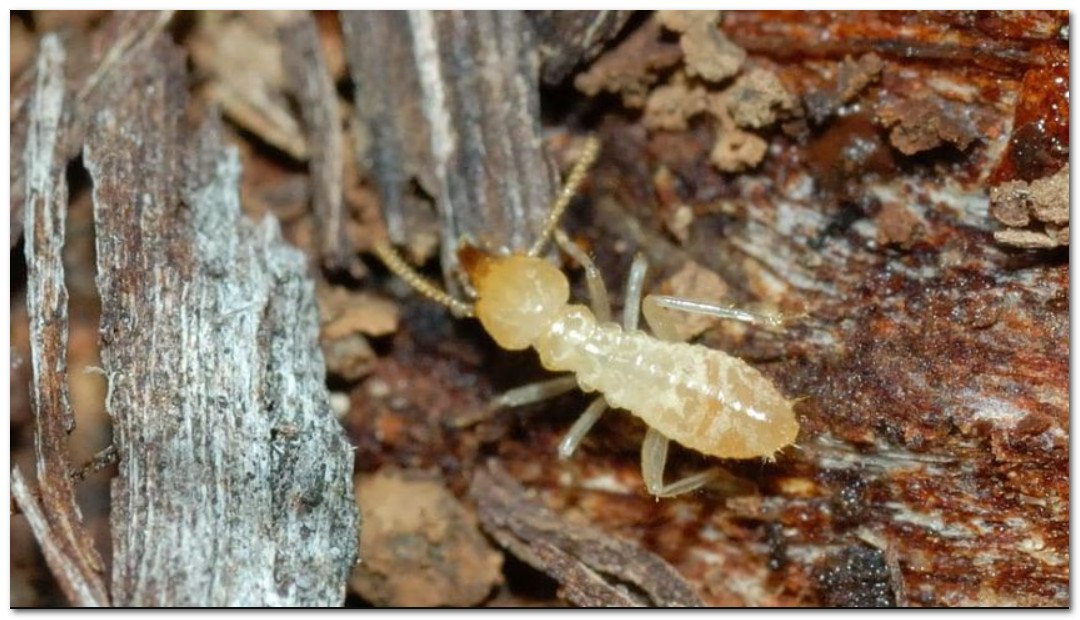 مكافحة الرمة