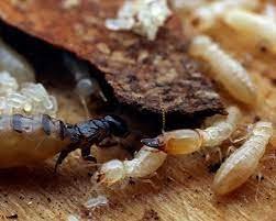 افضل شركة مكافحة الرمة في عجمان