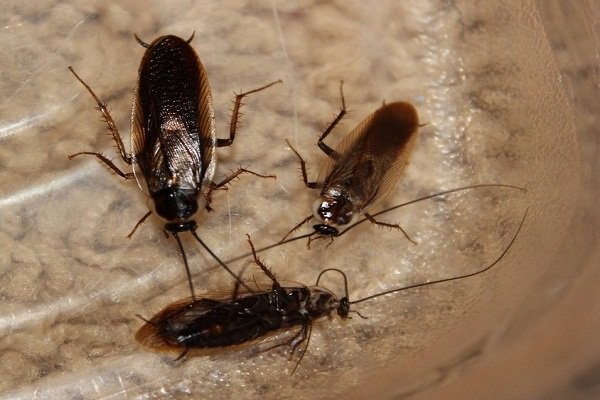 افضل شركة مكافحة صراصير في دبي 3 شركة مكافحة صراصير في دبي